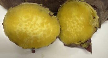 【クッキングプロ圧力鍋】ふかしいも作った！